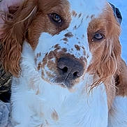 Milo is registered to the contest to win money with this photo: dog, animal, pet, close_up, brown, white, snow, outdoor, fur, face, ears, portrait, nature, winter, canine, cute, friendly, looking, background, soft