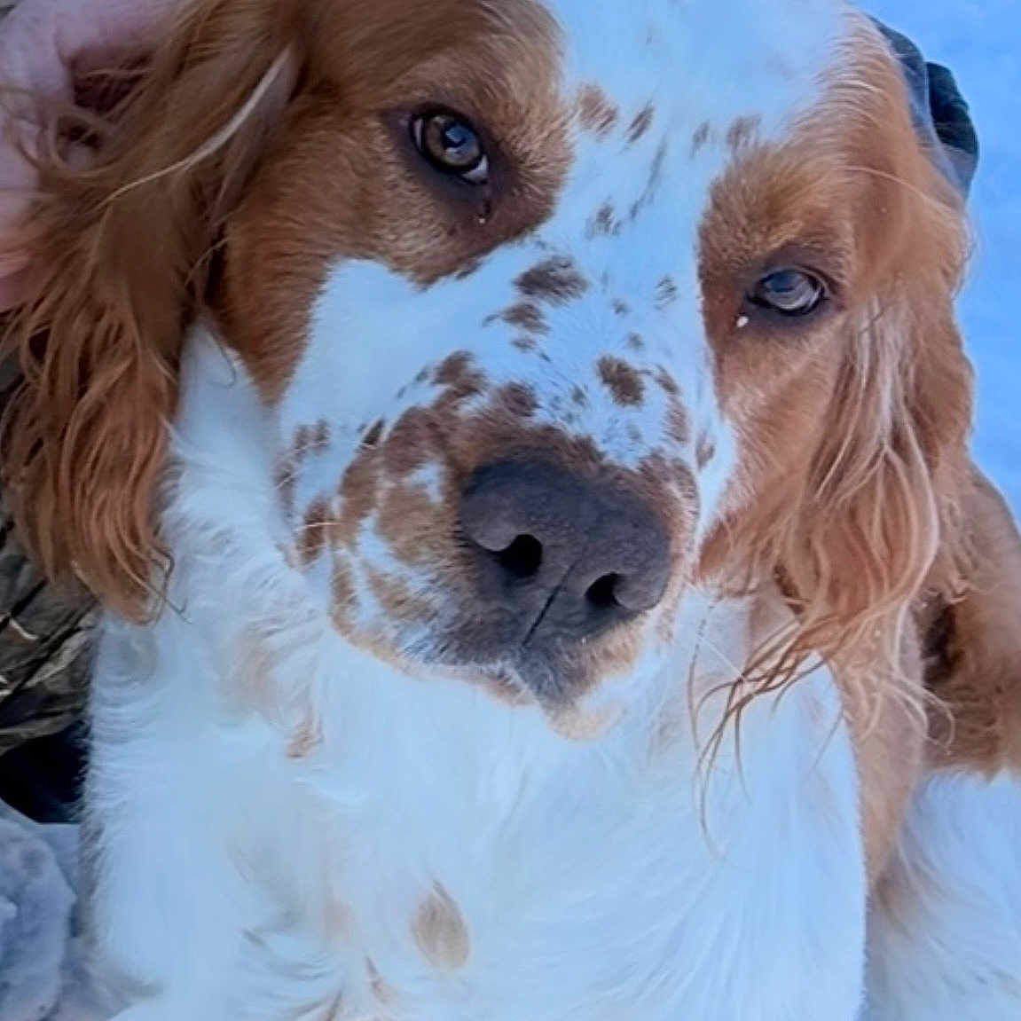 Milo