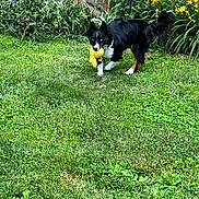 Luna is registered to the contest to win money with this photo: animal, backyard, ball, canine, dog, field, grass, grassland, lawn, nature, outdoors, pet, plant, puppy, sport, summer, tennis, tennisball, vegetation, yard