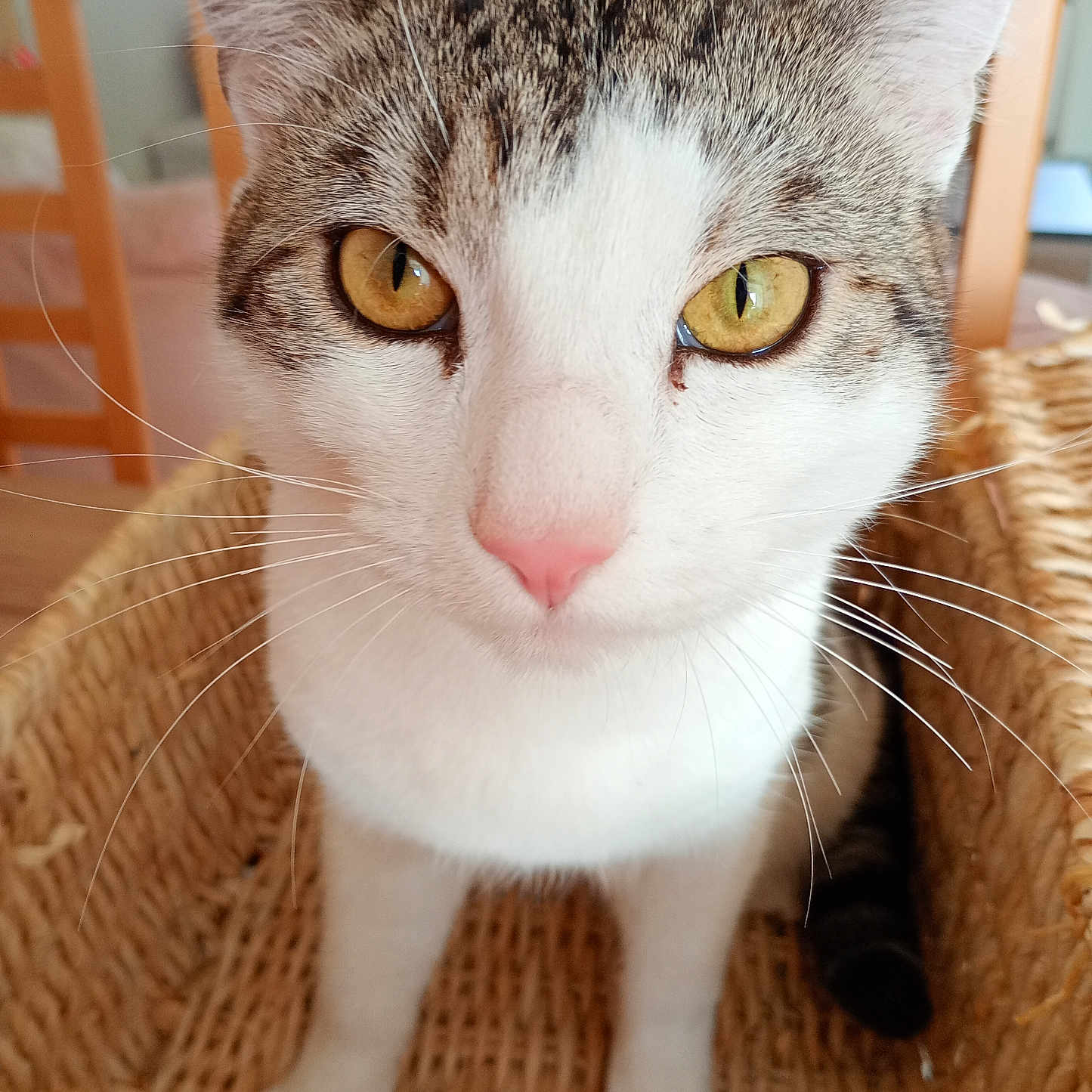 Touille