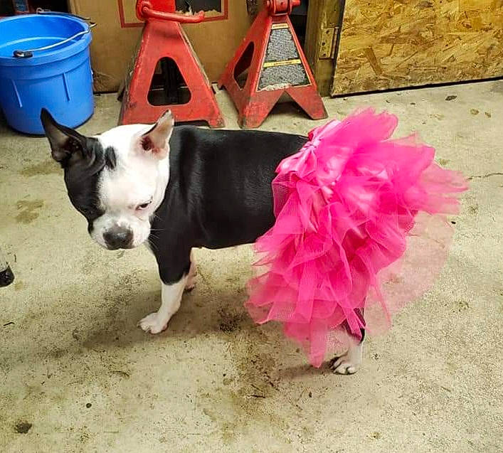 Freya is registered to the contest to win money with this photo: american_staffordshire_terrier, boston_terrier, canidae, carnivore, companion_dog, costume, dog, dog_breed, dog_clothes, ear, fawn, non_sporting_group, pink, pit_bull, puppy, snout, tail