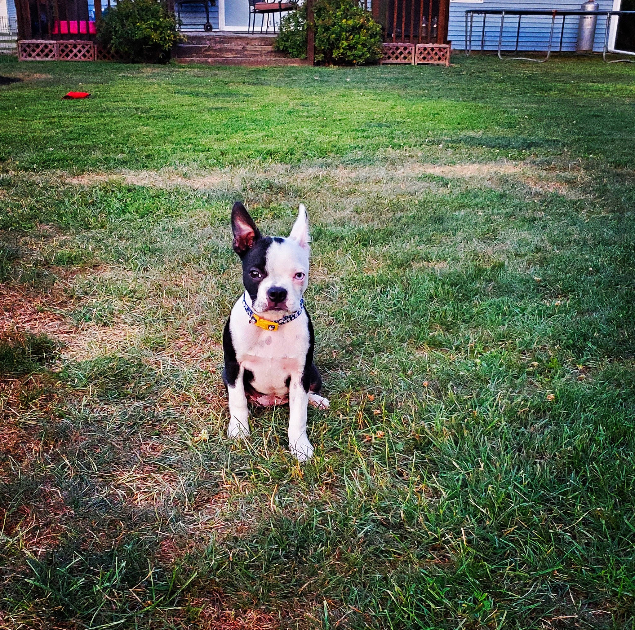 Freya is registered to the contest to win money with this photo: american_staffordshire_terrier, boston_terrier, bull_and_terrier, canidae, carnivore, companion_dog, dog, dog_breed, fawn, french_bulldog, grass, lawn, mammal, non_sporting_group, plant, snout, sporting_group, tail, vertebrate, yard