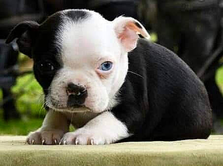 Freya is registered to the contest to win money with this photo: ancient_dog_breeds, australian_bulldog, boston_terrier, bulldog, canidae, carnivore, companion_dog, dog, dog_breed, fawn, french_bulldog, mammal, non_sporting_group, puppy, puppy_love, rare_breed_dog, snout, toy_bulldog, vertebrate