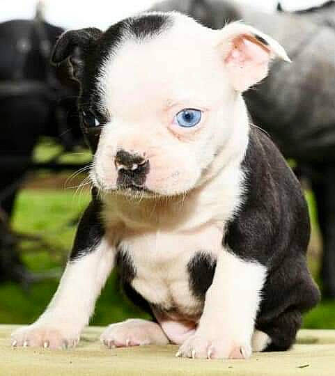 Freya joined the competition — help win amazing prizes! american_staffordshire_terrier, ancient_dog_breeds, australian_bulldog, boston_terrier, bulldog, canidae, carnivore, companion_dog, dog, dog_breed, fawn, french_bulldog, mammal, non_sporting_group, puppy, puppy_love, rare_breed_dog, snout, toy_bulldog, vertebrate