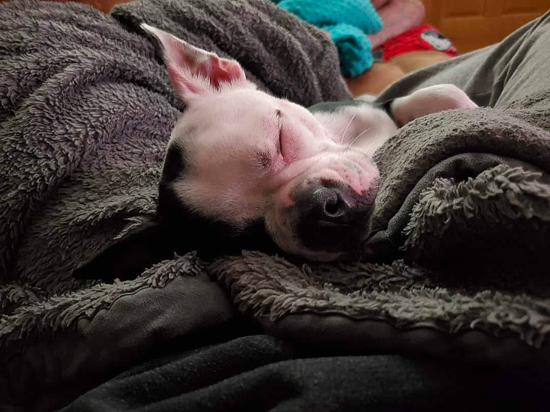 Freya is registered to the contest to win money with this photo: boston_terrier, canidae, carnivore, companion_dog, dog, dog_breed, ear, fawn, french_bulldog, fur, mammal, nap, non_sporting_group, nose, pit_bull, puppy, puppy_love, sleep, snout, vertebrate