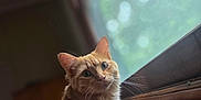 Jasmine Raja is registered to the contest to win money with this photo: cat, orange_cat, tabby, window, indoor, pet, feline, fur, whiskers, looking, natural_light, blurred_background, domestic_animal, animal, cute, mammal, portrait, side_view, curious, soft_light