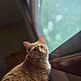 cat, orange_cat, tabby, window, indoor, pet, feline, fur, whiskers, looking, natural_light, blurred_background, domestic_animal, animal, cute, mammal, portrait, side_view, curious, soft_light
