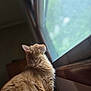 cat, orange_cat, fluffy, window, indoor, natural_light, side_view, pet, feline, looking_out, whiskers, fur, close_up, soft_light, animal, curious, quiet, peaceful, domestic_cat, house