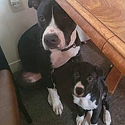 Max And Maxine joined the competition — help win amazing prizes! animal, bostonbull, bulldog, canine, dog, face, hardwood, head, hound, husky, indoors, interiordesign, labradorretriever, person, pet, pointer, puppy, snout, stainedwood, wood