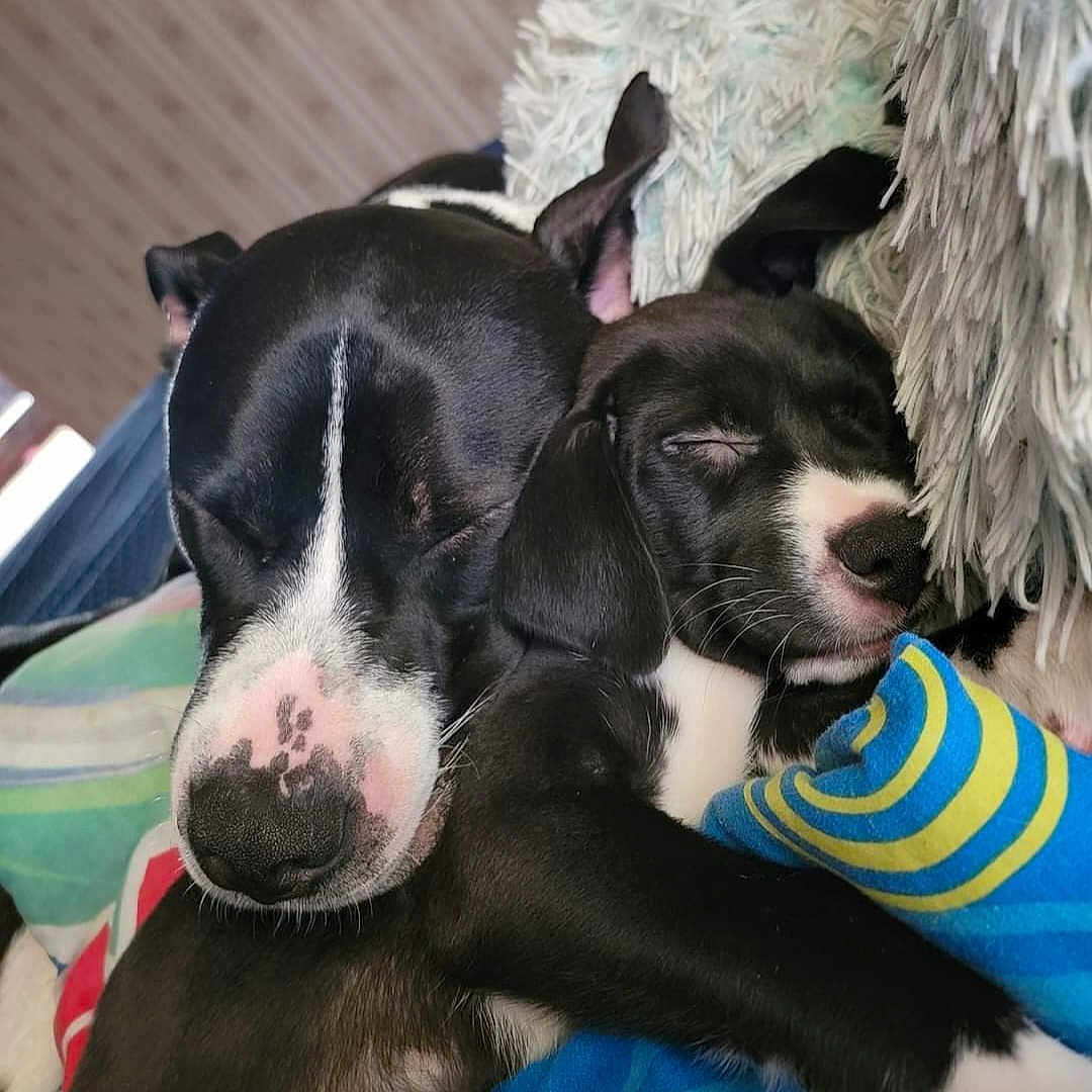 Max And Maxine