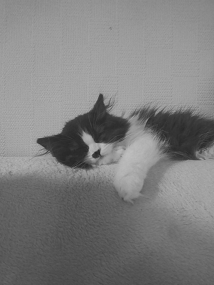 Phénix a rejoint le concours — aidez-le/la à gagner de superbes lots ! black_and_white, carnivore, cat, domestic_long_haired_cat, felidae, fur, kitten, norwegian_forest_cat, polydactyl_cat, ragamuffin, small_to_medium_sized_cats, tail, whiskers