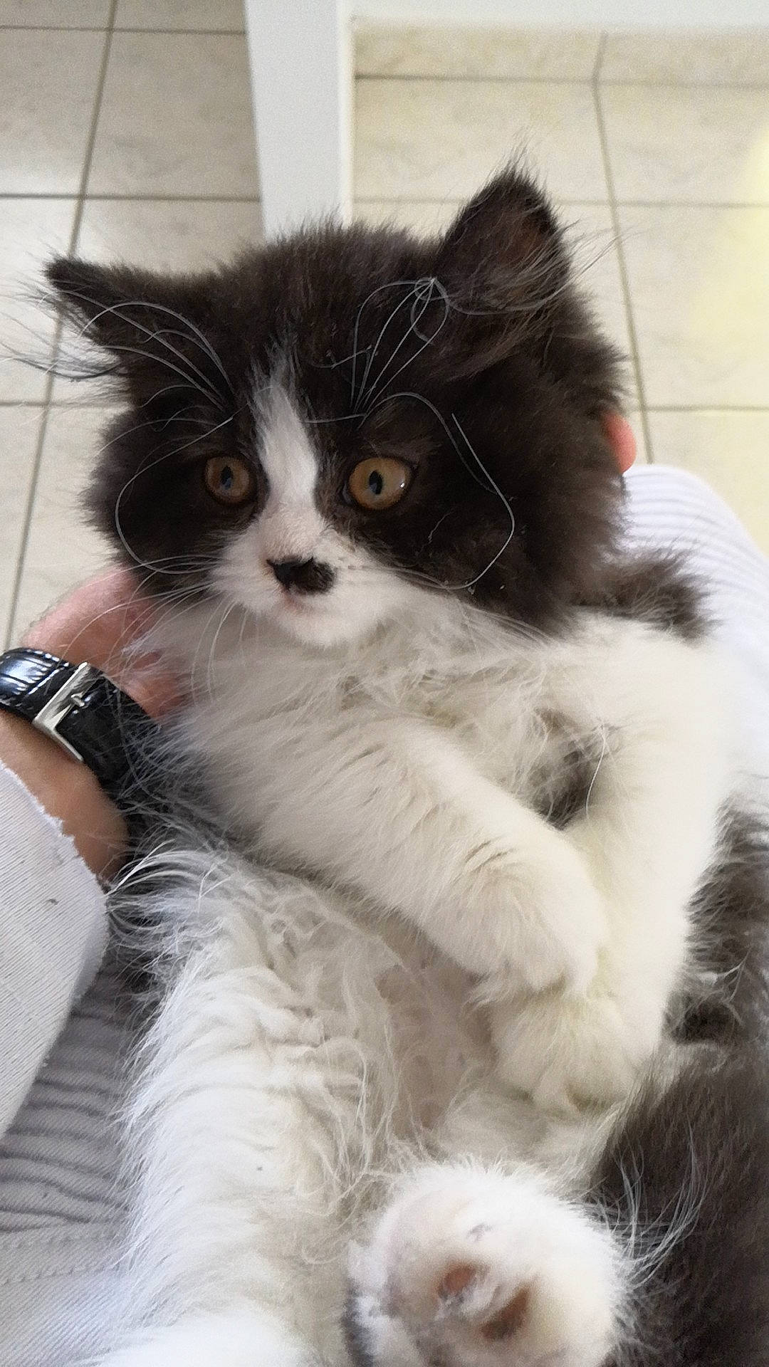 Phénix participe au concours pour gagner de l'argent avec cette photo : black_and_white, british_longhair, british_semi_longhair, carnivore, cat, domestic_long_haired_cat, felidae, fur, kitten, mammal, norwegian_forest_cat, ragamuffin, small_to_medium_sized_cats, snout, vertebrate, whiskers