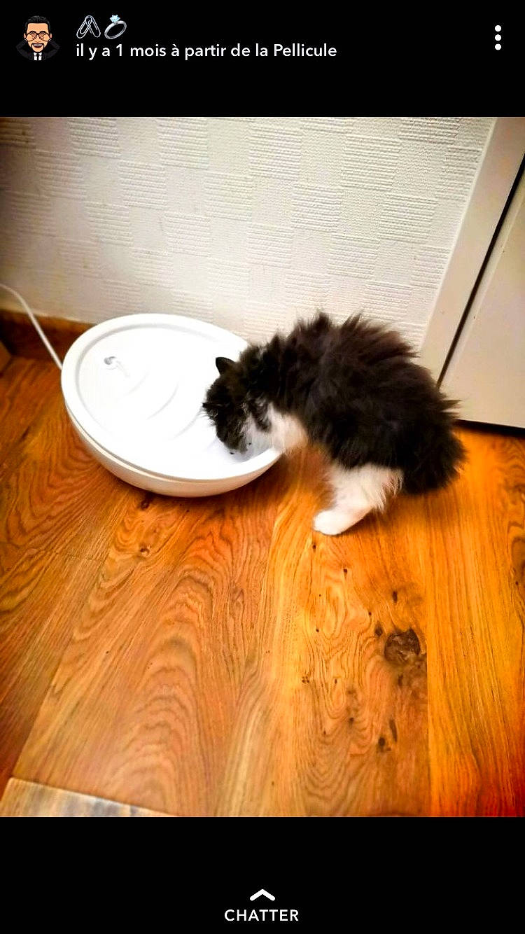 Phénix a rejoint le concours — aidez-le/la à gagner de superbes lots ! carnivore, cat, felidae, floor, flooring, fur, hardwood, kitten, laminate_flooring, norwegian_forest_cat, small_to_medium_sized_cats, tail, whiskers, wood, wood_flooring