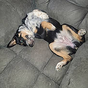 Mia joined the competition — help win amazing prizes! animal, black, brown, canine, comfortable, companion, couch, cute, dog, domestic, fluffy, fur, fur_pattern, indoor, paw, pet, relaxed, resting, sleepy, white