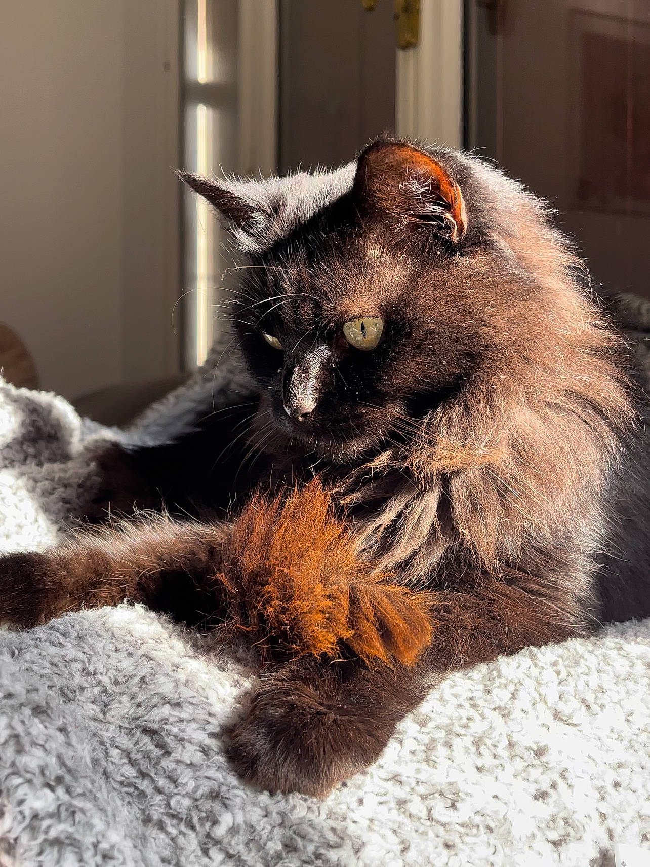 Pistache participe au concours pour gagner de l'argent avec cette photo : black_cat, canidae, carnivore, cat, claw, comfort, domestic_short_haired_cat, ear, fawn, felidae, foot, fur, metal, paw, small_to_medium_sized_cats, snout, tail, terrestrial_animal, whiskers, window