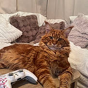 Mylo participe au concours pour gagner de l'argent avec cette photo : bedroom, blanket, cat, controller, cozy, curtains, ears, feline, fur, gaming_controller, ginger_cat, indoor, maine_coon, paws, pet, pillows, portrait, relaxed, whiskers, wooden_table