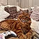 Mylo