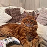 bedroom, blanket, cat, controller, cozy, curtains, ears, feline, fur, gaming_controller, ginger_cat, indoor, maine_coon, paws, pet, pillows, portrait, relaxed, whiskers, wooden_table
