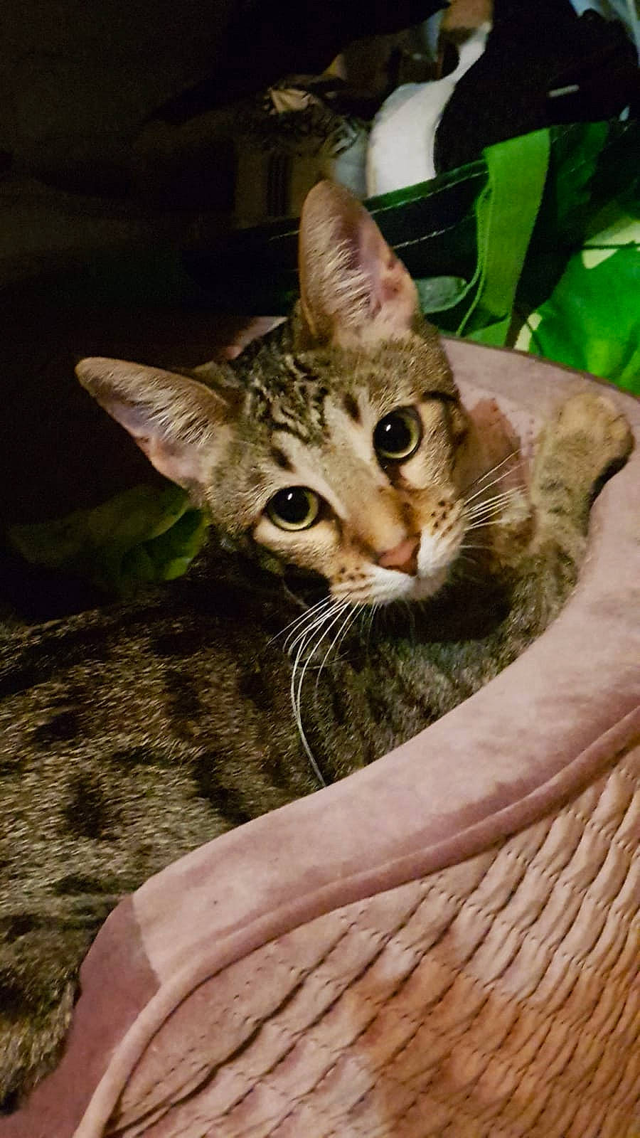 Chiara participe au concours pour gagner de l'argent avec cette photo : carnivore, cat, cat_bed, cat_supply, domestic_short_haired_cat, european_shorthair, felidae, fur, organism, small_to_medium_sized_cats, snout, tabby_cat, terrestrial_animal, vertebrate, whiskers, wicker