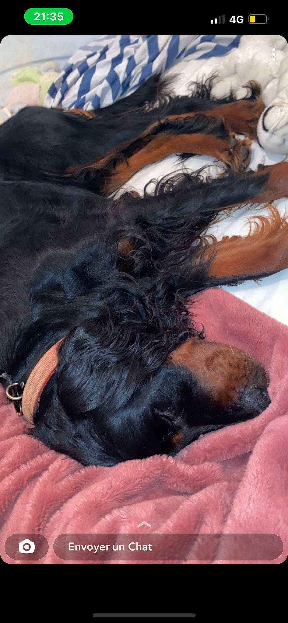 Nemo a rejoint le concours — aidez-le/la à gagner de superbes lots ! canidae, carnivore, collar, comfort, companion_dog, dog, dog_breed, dog_collar, fawn, foot, fur, gesture, human_leg, liver, paw, snout, sporting_group, tail, wood, working_animal