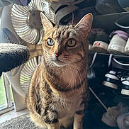 Lala is registered to the contest to win money with this photo: cat, tabby, heterochromia, animal, pet, indoor, window, fan, shoe_rack, sneakers, carpet, feline, whiskers, ears, curious, light, shadow, portrait, domestic_animal, closeup