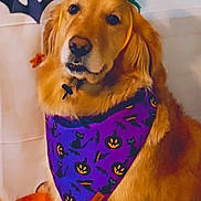 Jazmine is registered to the contest to win money with this photo: dog, golden_retriever, halloween, costume, bandana, pumpkin, jack_o_lantern, headband, black_cat, bat, orange, purple, pet, cute, festive, indoor, portrait, animal, decorations, holiday