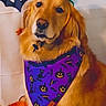 dog, golden_retriever, halloween, costume, bandana, pumpkin, jack_o_lantern, headband, black_cat, bat, orange, purple, pet, cute, festive, indoor, portrait, animal, decorations, holiday