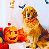 Jazmine is registered to the contest to win money with this photo: dog, golden_retriever, halloween, pumpkin, jack_o_lantern, orange_bandana, bat_decoration, holiday, festive, cute, pet, animal, indoors, costume, decoration, fall, autumn, sitting, friendly, celebration