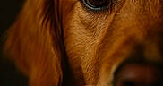 Jazmine is registered to the contest to win money with this photo: dog, golden_retriever, close_up, portrait, animal, pet, fur, eye, bow, cute, domestic_animal, mammal, whiskers, nose, brown, face, detail, macro, adorable, soft_lighting