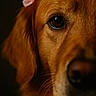 dog, golden_retriever, close_up, portrait, animal, pet, fur, eye, bow, cute, domestic_animal, mammal, whiskers, nose, brown, face, detail, macro, adorable, soft_lighting