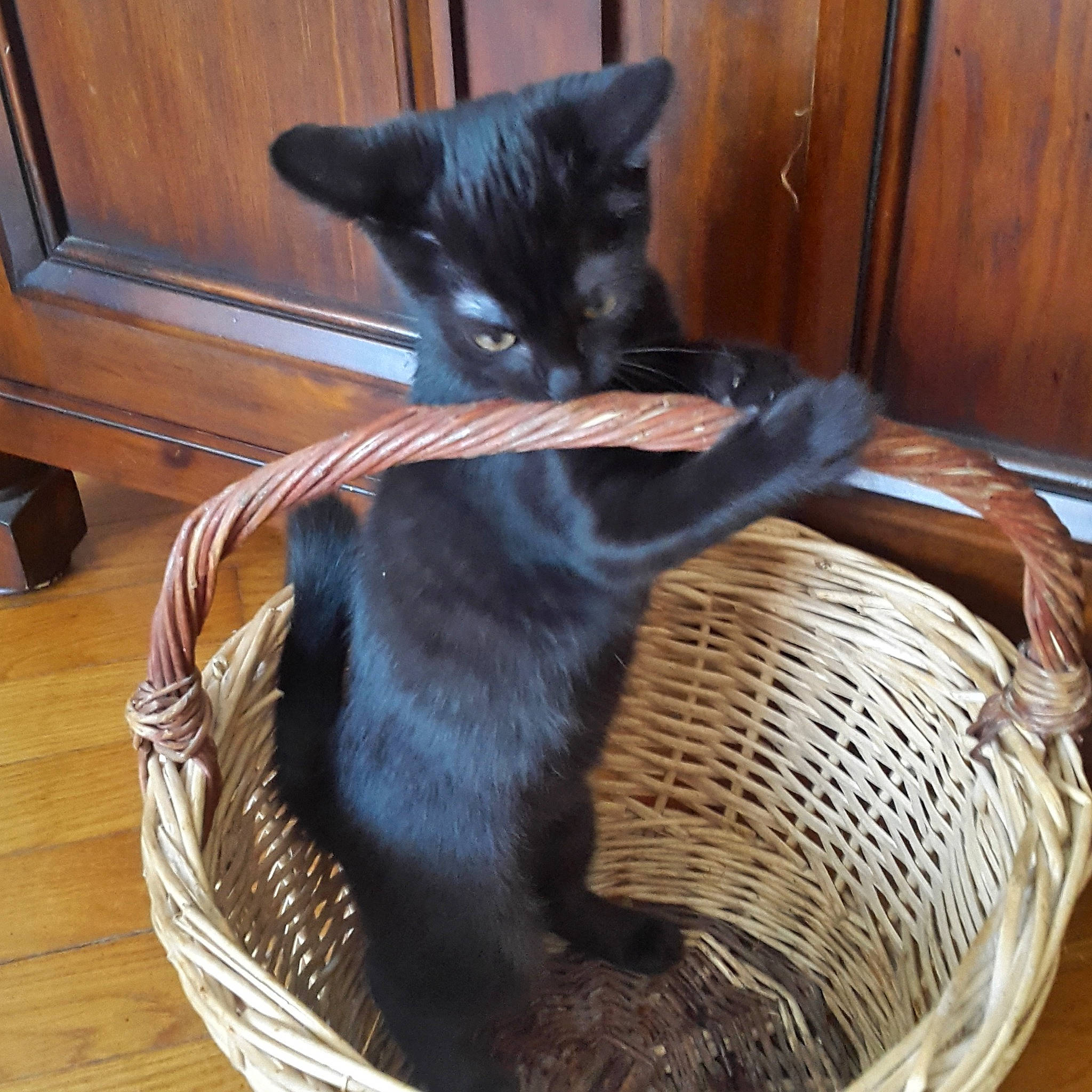 Bounti participe au concours pour gagner de l'argent avec cette photo : animal_feed, animal_shelter, basket, black_cat, bombay, carnivore, cat, cat_supply, comfort, domestic_short_haired_cat, felidae, flooring, fur, mammal, pet_supply, small_to_medium_sized_cats, snout, storage_basket, tail, whiskers