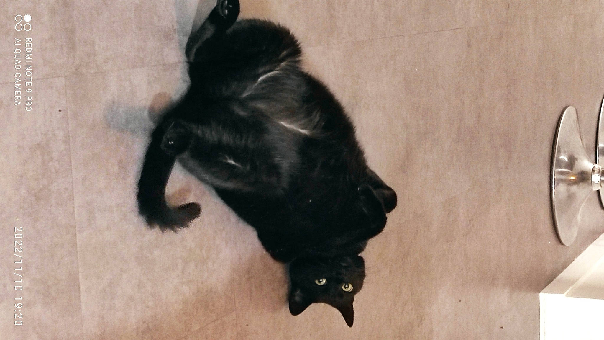 Bounti a rejoint le concours — aidez-le/la à gagner de superbes lots ! black_cat, bombay, canidae, carnivore, cat, claw, dog_breed, felidae, fur, paw, small_to_medium_sized_cats, snout, sporting_group, tail, terrestrial_animal, whiskers