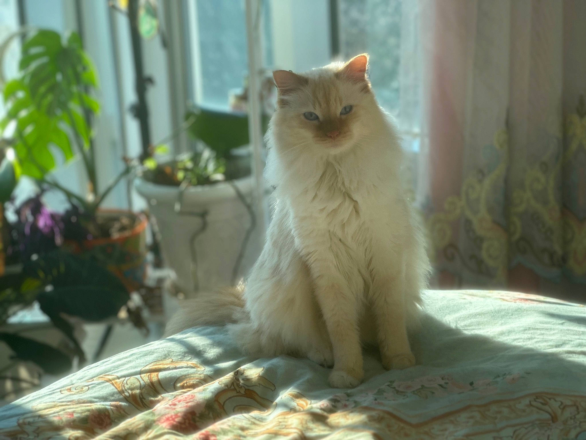 Puisqué joined the competition — help win amazing prizes! carnivore, cat, domestic_short_haired_cat, fawn, felidae, flowerpot, fur, houseplant, linens, paw, plant, sitting, small_to_medium_sized_cats, snout, tail, terrestrial_animal, whiskers, wood