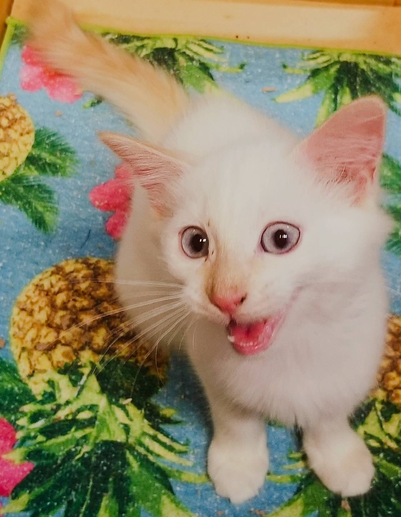 Puisqué is registered to the contest to win money with this photo: art, carnivore, cat, conifer, domestic_short_haired_cat, fawn, felidae, fur, grass, herb, leaf_vegetable, pattern, paw, photo_caption, plant, small_to_medium_sized_cats, snout, tail, tree, whiskers