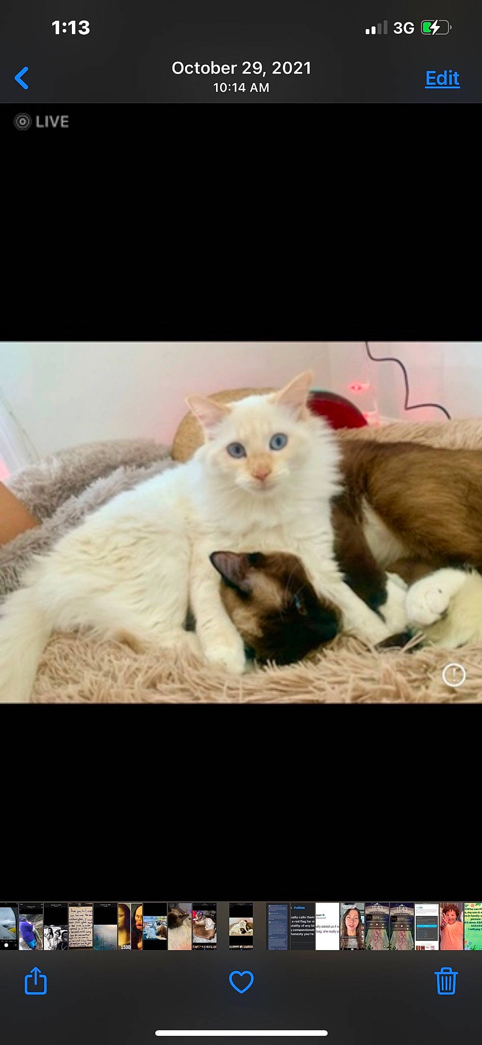 Puisqué joined the competition — help win amazing prizes! art, canidae, carnivore, cat, claw, comfort, companion_dog, domestic_short_haired_cat, fawn, felidae, fur, gesture, mustelidae, paw, photo_caption, small_to_medium_sized_cats, snout, tail, terrestrial_animal, whiskers