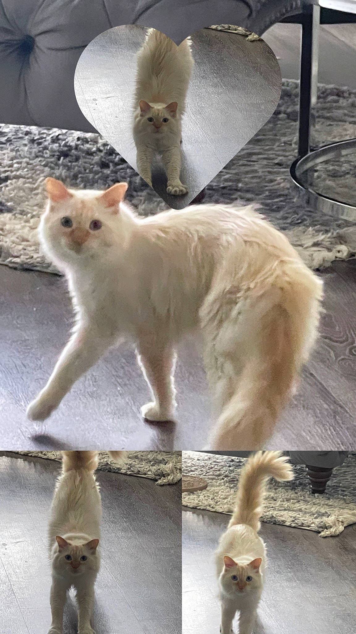 Puisqué joined the competition — help win amazing prizes! carnivore, cat, claw, collar, domestic_short_haired_cat, fawn, felidae, fur, mammal, paw, photo_caption, photography, small_to_medium_sized_cats, snout, tail, terrestrial_animal, vertebrate, whiskers, wildlife, window