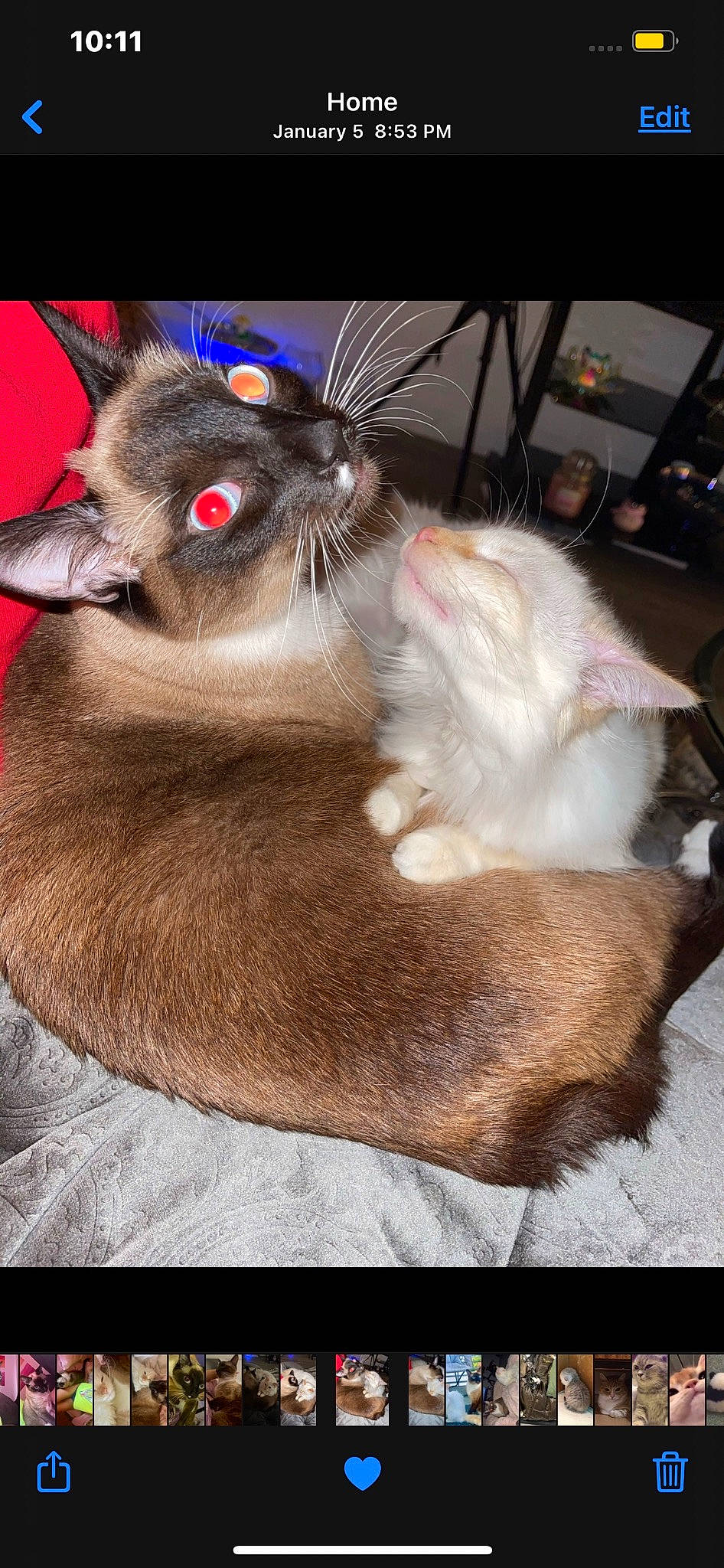 Doobie is registered to the contest to win money with this photo: carnivore, cat, cat_bed, cat_supply, claw, comfort, domestic_short_haired_cat, ear, fawn, felidae, fur, nap, paw, siamese, small_to_medium_sized_cats, snout, tail, thai, tonkinese, whiskers