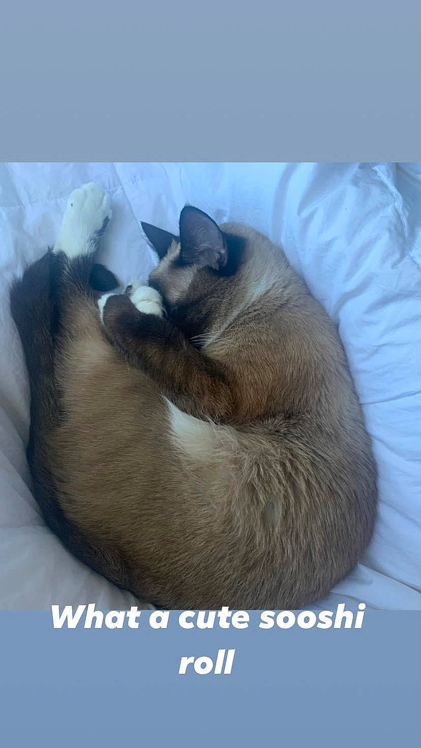 Doobie joined the competition — help win amazing prizes! carnivore, cat, cat_bed, cat_supply, comfort, dog_breed, fawn, felidae, fur, nap, paw, siamese, sleep, small_to_medium_sized_cats, tail, terrestrial_animal, whiskers