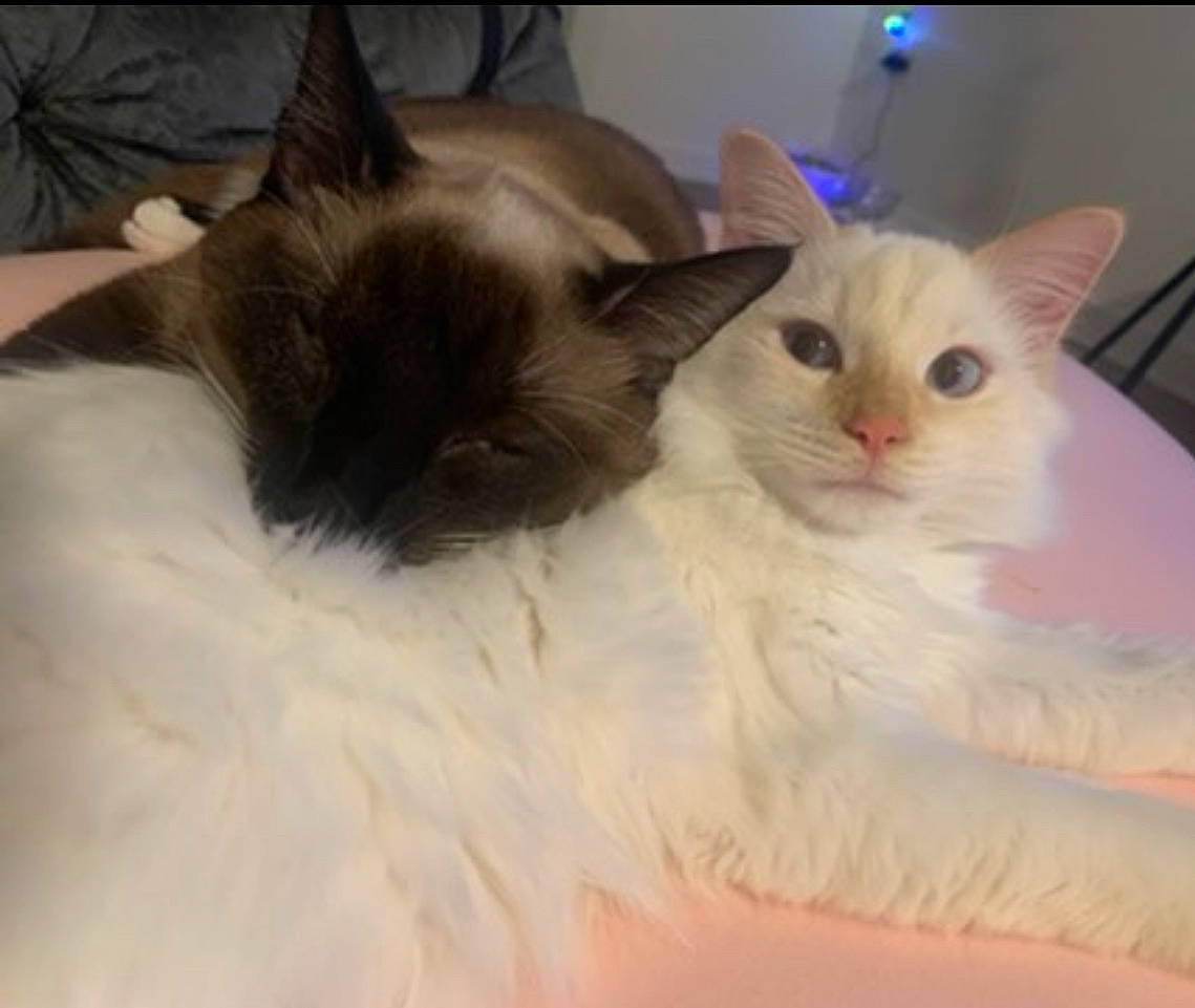 Doobie is registered to the contest to win money with this photo: carnivore, cat, claw, comfort, fawn, felidae, fur, paw, pet_supply, siamese, small_to_medium_sized_cats, snout, tail, terrestrial_animal, whiskers