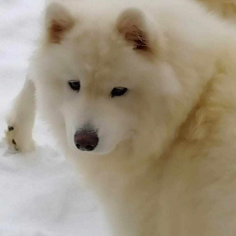 Paluka participe au concours pour gagner de l'argent avec cette photo : animal, arcticfox, canine, dog, eskimodog, fox, husky, pet, puppy, snout, white, whitedog, wolf