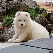 Utane a rejoint le concours — aidez-le/la à gagner de superbes lots ! puppy, dog, white, fluffy, outdoor, rocks, greenery, pet, animal, sitting, young, cute, nature, relaxed, fur, canine, garden, stone, adorable, portrait