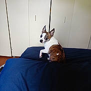 Lil Bit is registered to the contest to win money with this photo: animal, blue_cushion, brown_and_white_fur, canine, closet, companion, curious, cushion, dog, domestic, ears_up, fur, household, indoor, looking_back, pet, sitting, small_dog, white_closet, wooden_floor