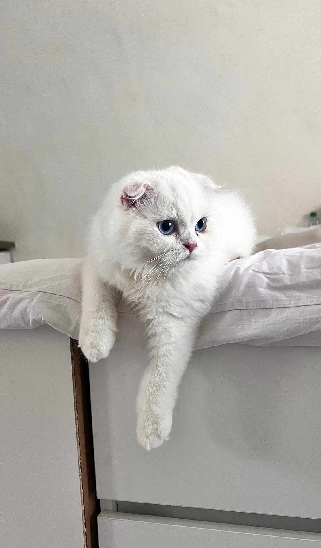 Boo participe au concours pour gagner de l'argent avec cette photo : cat, white_cat, blue_eyes, fluffy, pet, indoor, relaxed, bed, furniture, paw, cute, animal, domestic_animal, sleepy, resting, young_cat, cozy, whiskers, fur, home