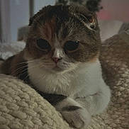 Joy participe au concours pour gagner de l'argent avec cette photo : cat, animal, pet, feline, cozy, knit_blanket, resting, indoor, soft_lighting, closeup, cute, whiskers, fur, paws, relaxed, home, portrait, tabby, calico, sleepy