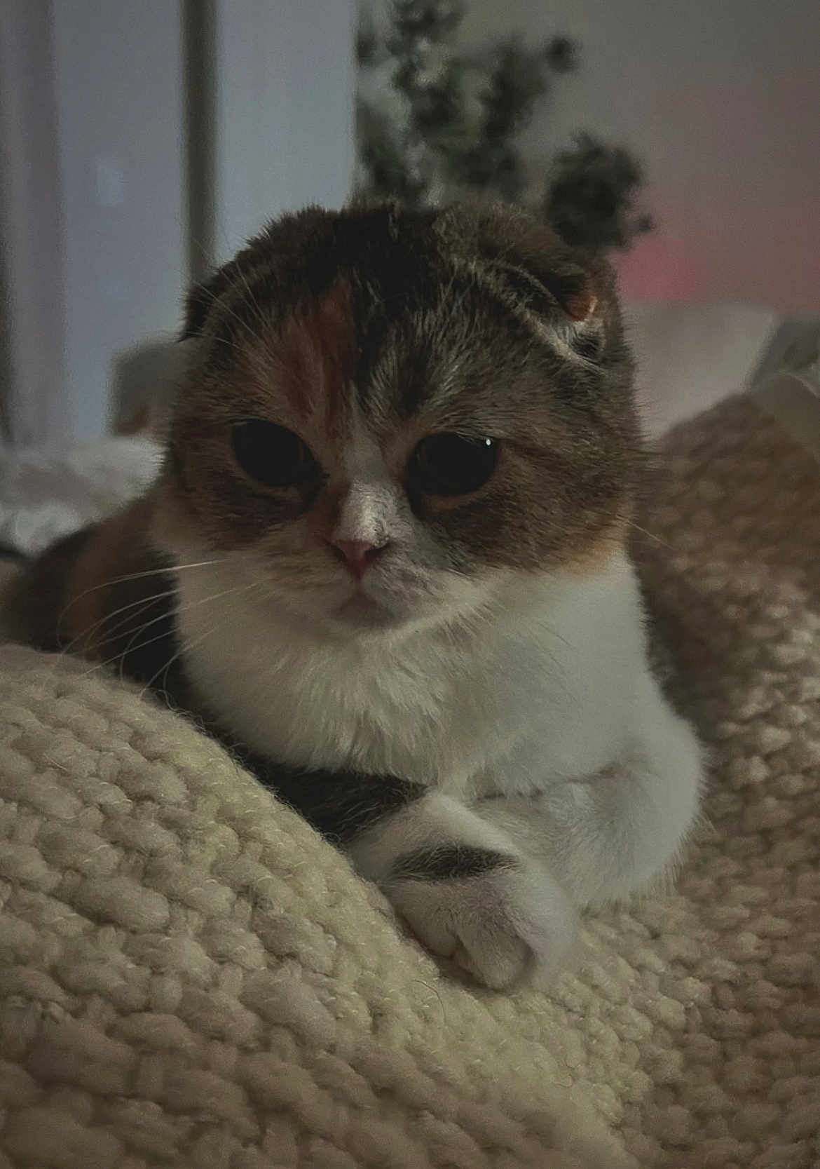 Joy participe au concours pour gagner de l'argent avec cette photo : cat, animal, pet, feline, cozy, knit_blanket, resting, indoor, soft_lighting, closeup, cute, whiskers, fur, paws, relaxed, home, portrait, tabby, calico, sleepy