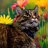 cat, tabby, pet, animal, portrait, close_up, whiskers, green_eyes, ears, fur, collar, sitting, garden, flowers, daisies, colorful, outdoor, nature, floral_background, photography