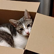 Stormi is registered to the contest to win money with this photo: cat, cardboard_box, indoor, pet, animal, feline, curious, resting, cozy, fur, whiskers, ears, table, furniture, wooden, floor, home, domestic, cute, relaxed