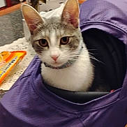 Summer is registered to the contest to win money with this photo: cat, purple_jersey, table, flowers, vase, snacks, indoor, pet, curious, whiskers, collar, kitchen, countertop, domestic_animal, feline, closeup, face, ears, sitting, household