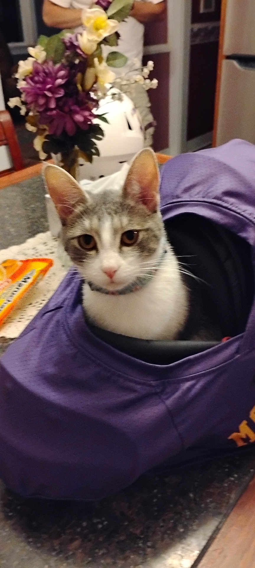 Summer is registered to the contest to win money with this photo: cat, purple_jersey, table, flowers, vase, snacks, indoor, pet, curious, whiskers, collar, kitchen, countertop, domestic_animal, feline, closeup, face, ears, sitting, household