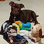 Kane joined the competition — help win amazing prizes! dog, brown_dog, blanket, toy, plush_toy, floor, indoor, pet, animal, soft_toy, stuffed_animal, play, resting, comfort, pile, laying_down, ears, nose, fur, domestic_animal